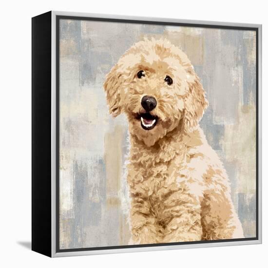 Poodle-Keri Rodgers-Framed Stretched Canvas