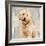 Poodle-Keri Rodgers-Framed Art Print