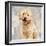 Poodle-Keri Rodgers-Framed Art Print