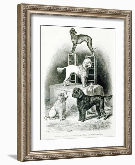 Poodles and Whippet - Group of Mr. Walton's Performing Dogs-null-Framed Giclee Print