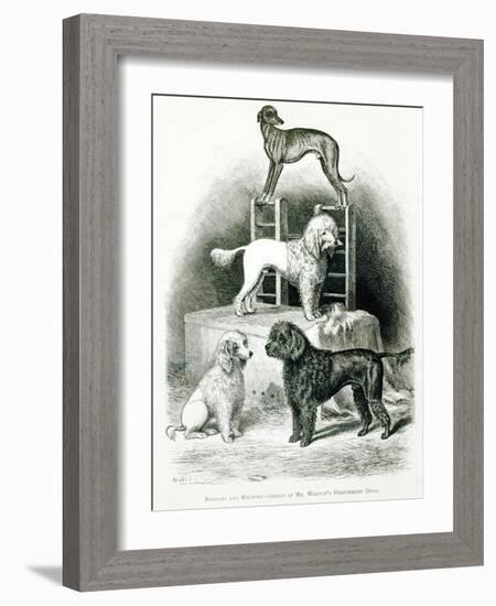 Poodles and Whippet - Group of Mr. Walton's Performing Dogs-null-Framed Giclee Print