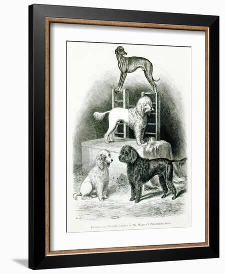 Poodles and Whippet - Group of Mr. Walton's Performing Dogs-null-Framed Giclee Print