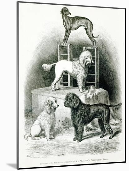 Poodles and Whippet - Group of Mr. Walton's Performing Dogs-null-Mounted Giclee Print