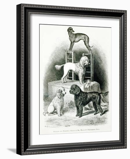 Poodles and Whippet - Group of Mr. Walton's Performing Dogs-null-Framed Giclee Print