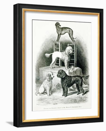 Poodles and Whippet - Group of Mr. Walton's Performing Dogs-null-Framed Giclee Print