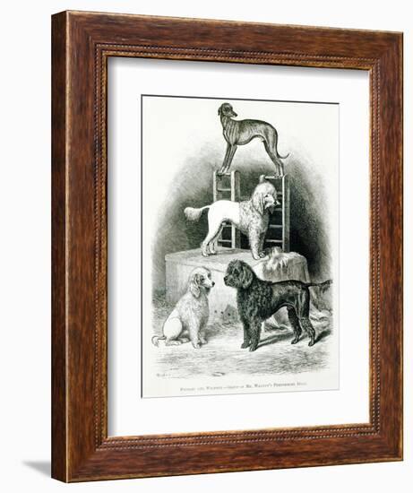 Poodles and Whippet - Group of Mr. Walton's Performing Dogs-null-Framed Giclee Print