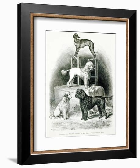 Poodles and Whippet - Group of Mr. Walton's Performing Dogs-null-Framed Giclee Print