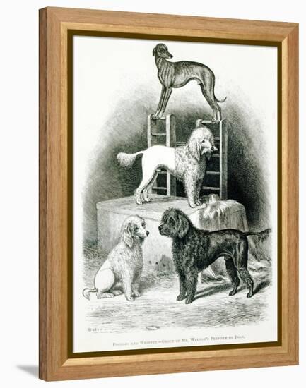 Poodles and Whippet - Group of Mr. Walton's Performing Dogs-null-Framed Premier Image Canvas