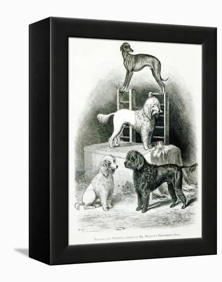 Poodles and Whippet - Group of Mr. Walton's Performing Dogs-null-Framed Premier Image Canvas