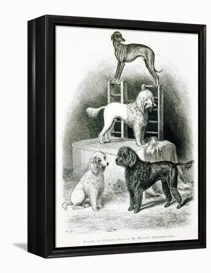 Poodles and Whippet - Group of Mr. Walton's Performing Dogs-null-Framed Premier Image Canvas