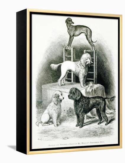 Poodles and Whippet - Group of Mr. Walton's Performing Dogs-null-Framed Premier Image Canvas