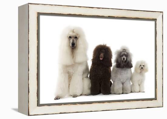 Poodles Row of 4 (Caniche)-null-Framed Premier Image Canvas