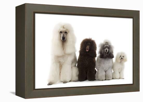 Poodles Row of 4 (Caniche)-null-Framed Premier Image Canvas