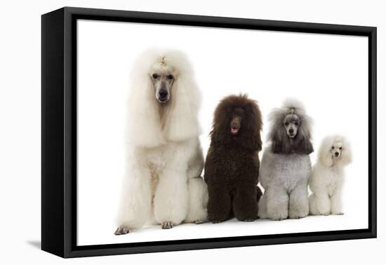 Poodles Row of 4 (Caniche)-null-Framed Premier Image Canvas