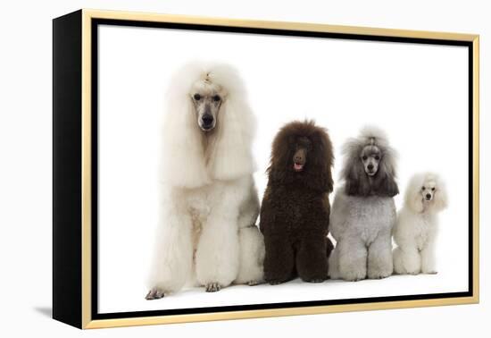 Poodles Row of 4 (Caniche)-null-Framed Premier Image Canvas