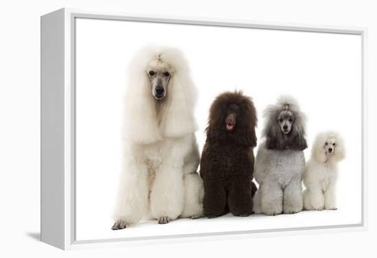 Poodles Row of 4 (Caniche)-null-Framed Premier Image Canvas