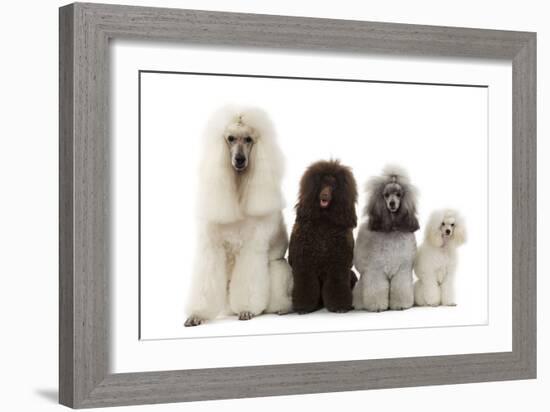 Poodles Row of 4 (Caniche)-null-Framed Photographic Print