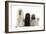 Poodles Row of 4 (Caniche)-null-Framed Photographic Print