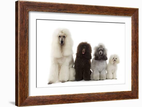 Poodles Row of 4 (Caniche)-null-Framed Photographic Print