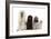 Poodles Row of 4 (Caniche)-null-Framed Photographic Print