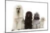 Poodles Row of 4 (Caniche)-null-Mounted Photographic Print