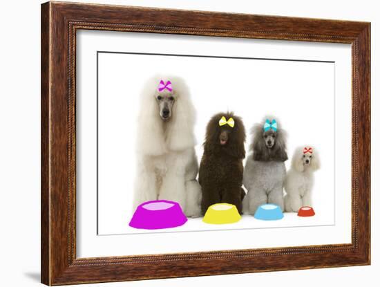 Poodles-null-Framed Photographic Print