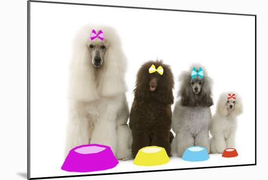 Poodles-null-Mounted Photographic Print