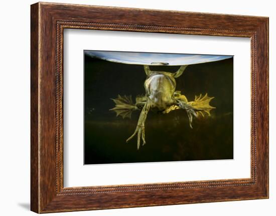 Pool Frog (Pelophylax Lessonae) Split Level View, Near Crisan Village, Danube Delta, Romania, June-Lundgren-Framed Photographic Print