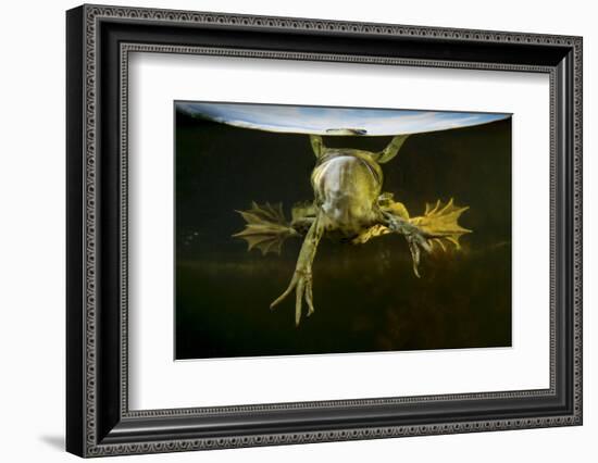 Pool Frog (Pelophylax Lessonae) Split Level View, Near Crisan Village, Danube Delta, Romania, June-Lundgren-Framed Photographic Print