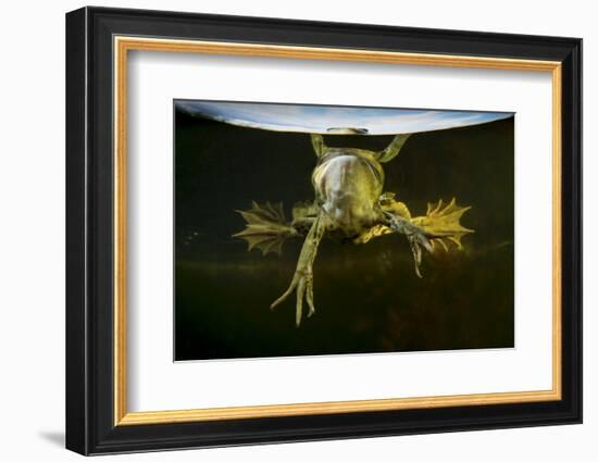 Pool Frog (Pelophylax Lessonae) Split Level View, Near Crisan Village, Danube Delta, Romania, June-Lundgren-Framed Photographic Print