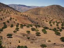 Aerial View over Fars Province Landscape, with Olive Trees, Iran, Middle East-Poole David-Framed Photographic Print