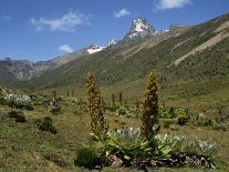 Mount Kenya, with Giant Lobelia in Foreground, Kenya, East Africa, Africa-Poole David-Framed Photographic Print