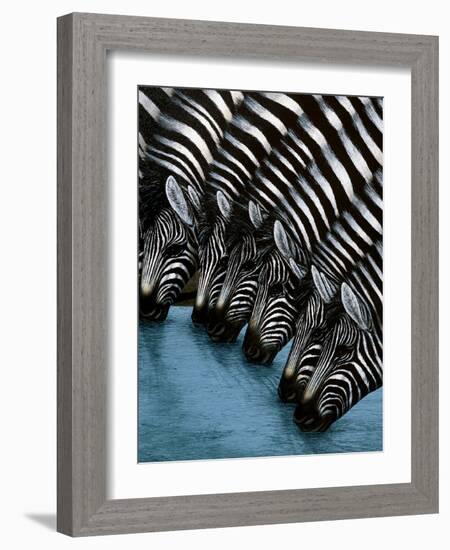 Pooling Zebras-unknown unknown-Framed Art Print