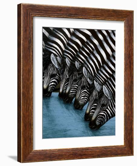 Pooling Zebras-unknown unknown-Framed Art Print