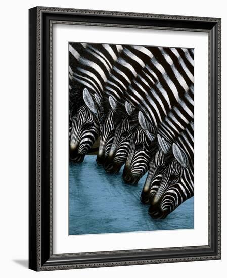 Pooling Zebras-unknown unknown-Framed Art Print