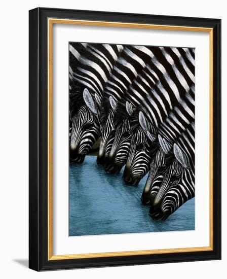 Pooling Zebras-unknown unknown-Framed Art Print