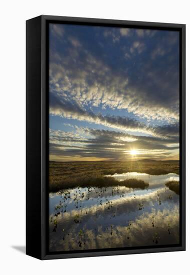 Pools on Peat Bog at Dawn, Forsinard Flows Rspb Reserve, Flow Country, Sutherland, Scotland, UK-Mark Hamblin-Framed Premier Image Canvas