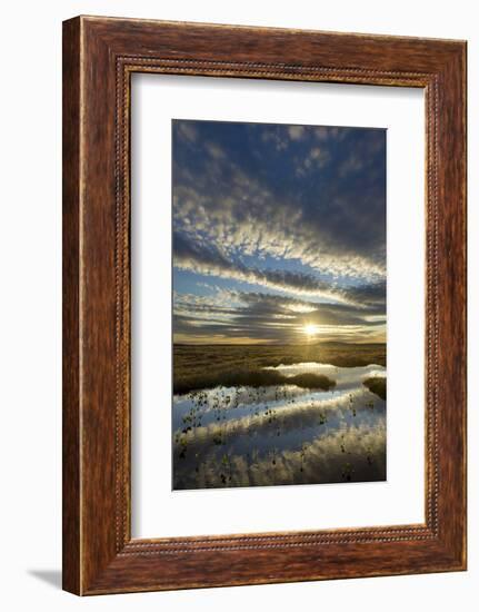 Pools on Peat Bog at Dawn, Forsinard Flows Rspb Reserve, Flow Country, Sutherland, Scotland, UK-Mark Hamblin-Framed Photographic Print