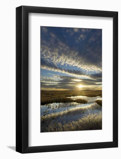 Pools on Peat Bog at Dawn, Forsinard Flows Rspb Reserve, Flow Country, Sutherland, Scotland, UK-Mark Hamblin-Framed Photographic Print