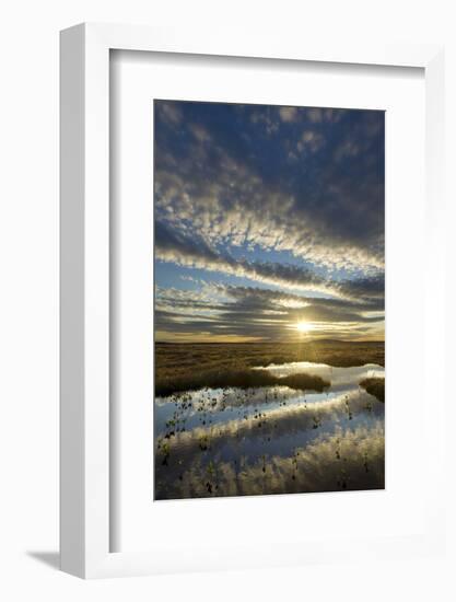 Pools on Peat Bog at Dawn, Forsinard Flows Rspb Reserve, Flow Country, Sutherland, Scotland, UK-Mark Hamblin-Framed Photographic Print