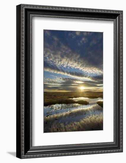 Pools on Peat Bog at Dawn, Forsinard Flows Rspb Reserve, Flow Country, Sutherland, Scotland, UK-Mark Hamblin-Framed Photographic Print