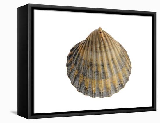 Poorly Ribbed Cockle Shell, Normandy, France-Philippe Clement-Framed Premier Image Canvas