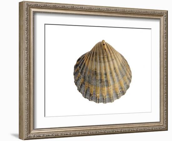 Poorly Ribbed Cockle Shell, Normandy, France-Philippe Clement-Framed Photographic Print