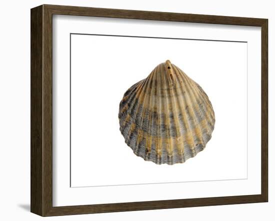 Poorly Ribbed Cockle Shell, Normandy, France-Philippe Clement-Framed Photographic Print