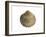 Poorly Ribbed Cockle Shell, Normandy, France-Philippe Clement-Framed Photographic Print