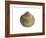 Poorly Ribbed Cockle Shell, Normandy, France-Philippe Clement-Framed Photographic Print