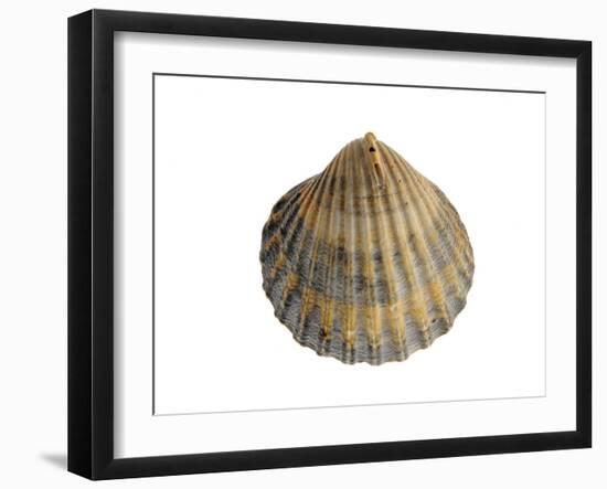 Poorly Ribbed Cockle Shell, Normandy, France-Philippe Clement-Framed Photographic Print