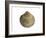 Poorly Ribbed Cockle Shell, Normandy, France-Philippe Clement-Framed Photographic Print