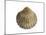 Poorly Ribbed Cockle Shell, Normandy, France-Philippe Clement-Mounted Photographic Print