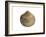 Poorly Ribbed Cockle Shell, Normandy, France-Philippe Clement-Framed Photographic Print